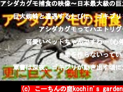 アシダカグモ捕食の映像～日本最大級の巨大蜘蛛が連日ゴキブリを食べて成長～  (c) こーちんの庭kochin's garden