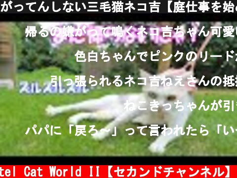 がってんしない三毛猫ネコ吉【庭仕事を始める前にしなければいけない事‥】  (c) Pastel Cat World II【セカンドチャンネル】