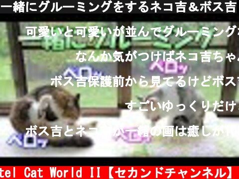 一緒にグルーミングをするネコ吉＆ボス吉  (c) Pastel Cat World II【セカンドチャンネル】