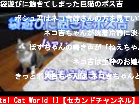 袋遊びに飽きてしまった巨猫のボス吉  (c) Pastel Cat World II【セカンドチャンネル】
