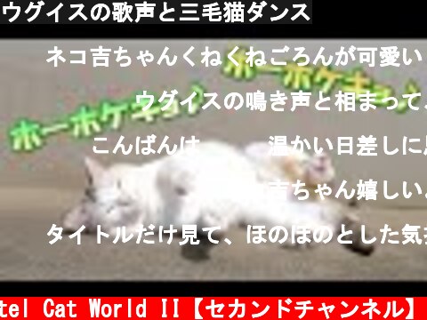 ウグイスの歌声と三毛猫ダンス  (c) Pastel Cat World II【セカンドチャンネル】