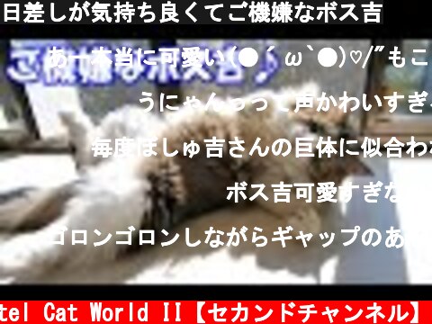 日差しが気持ち良くてご機嫌なボス吉  (c) Pastel Cat World II【セカンドチャンネル】