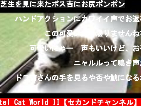 芝生を見に来たボス吉にお尻ポンポン  (c) Pastel Cat World II【セカンドチャンネル】