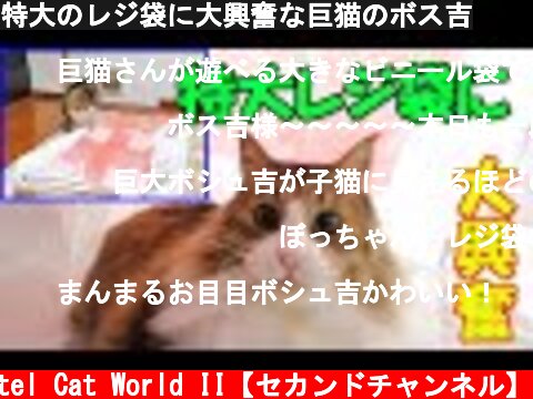 特大のレジ袋に大興奮な巨猫のボス吉  (c) Pastel Cat World II【セカンドチャンネル】