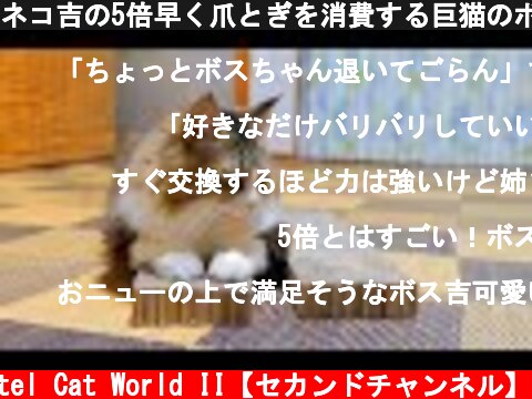 ネコ吉の5倍早く爪とぎを消費する巨猫のボス吉、おNEWが届いてバリバリバリ‥  (c) Pastel Cat World II【セカンドチャンネル】
