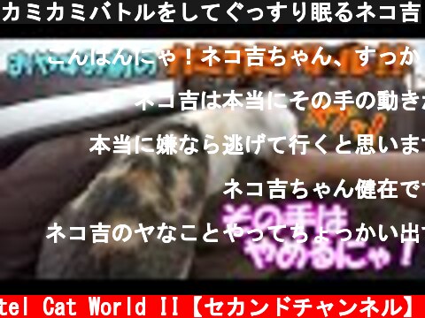 カミカミバトルをしてぐっすり眠るネコ吉  (c) Pastel Cat World II【セカンドチャンネル】