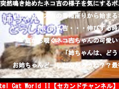 突然鳴き始めたネコ吉の様子を気にするボス吉  (c) Pastel Cat World II【セカンドチャンネル】
