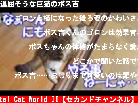 退屈そうな巨猫のボス吉  (c) Pastel Cat World II【セカンドチャンネル】