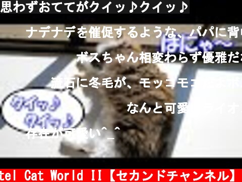 思わずおててがクイッ♪クイッ♪  (c) Pastel Cat World II【セカンドチャンネル】