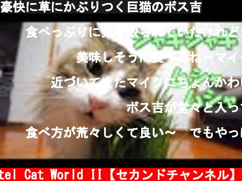豪快に草にかぶりつく巨猫のボス吉  (c) Pastel Cat World II【セカンドチャンネル】