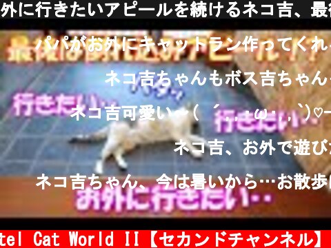 外に行きたいアピールを続けるネコ吉、最後は玄関で倒れ込みアピール！？  (c) Pastel Cat World II【セカンドチャンネル】