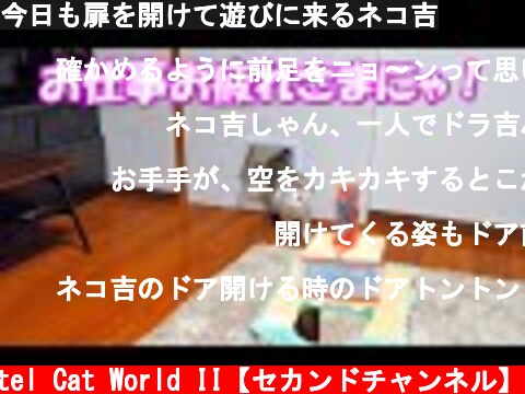 今日も扉を開けて遊びに来るネコ吉  (c) Pastel Cat World II【セカンドチャンネル】