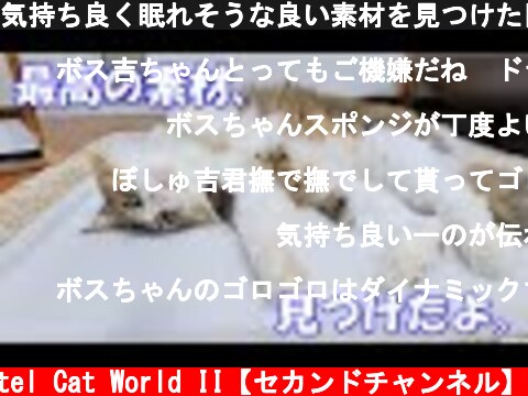 気持ち良く眠れそうな良い素材を見つけた巨猫のボス吉  (c) Pastel Cat World II【セカンドチャンネル】