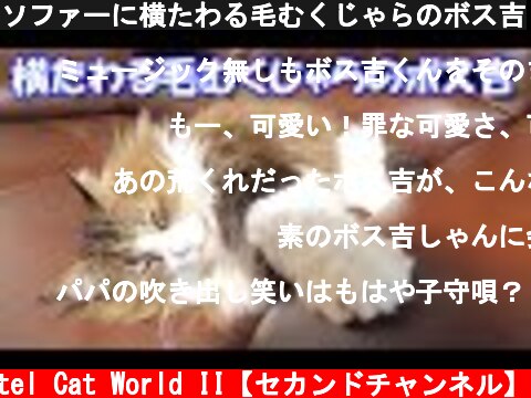 ソファーに横たわる毛むくじゃらのボス吉  (c) Pastel Cat World II【セカンドチャンネル】