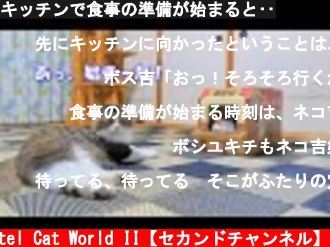 キッチンで食事の準備が始まると‥  (c) Pastel Cat World II【セカンドチャンネル】