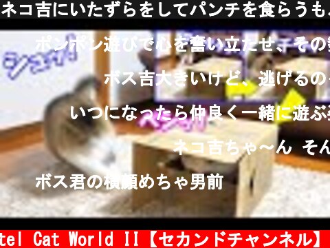 ネコ吉にいたずらをしてパンチを食らうも、慣れた様子でひらりとかわす巨猫のボス吉  (c) Pastel Cat World II【セカンドチャンネル】