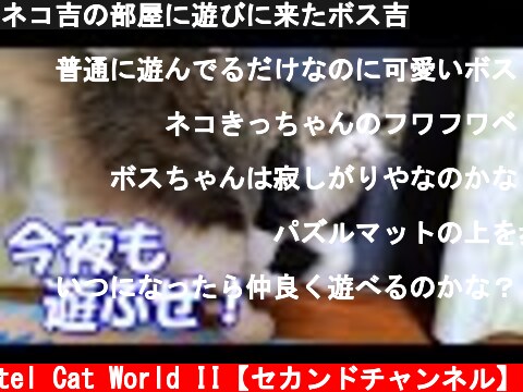 ネコ吉の部屋に遊びに来たボス吉  (c) Pastel Cat World II【セカンドチャンネル】