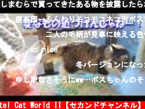 しまむらで買ってきたある物を披露したらボス吉が‥  (c) Pastel Cat World II【セカンドチャンネル】