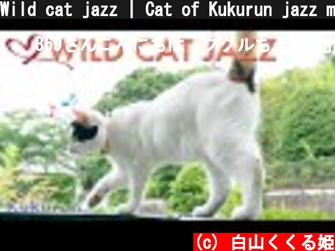 Wild cat jazz | Cat of Kukurun jazz musics #1  (c) 白山くくる姫