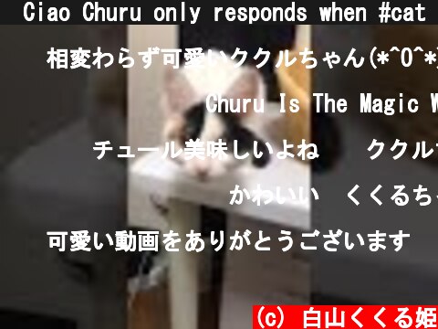 🐾Ciao Churu only responds when #cat　That's cute too... ♪ Kukuru, the tomboy.チュールの時だけ返事をする #猫🐱  (c) 白山くくる姫