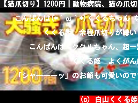 【猫爪切り】1200円｜動物病院、猫の爪切り😼くくるさんは怒り心頭に達する💢  (c) 白山くくる姫