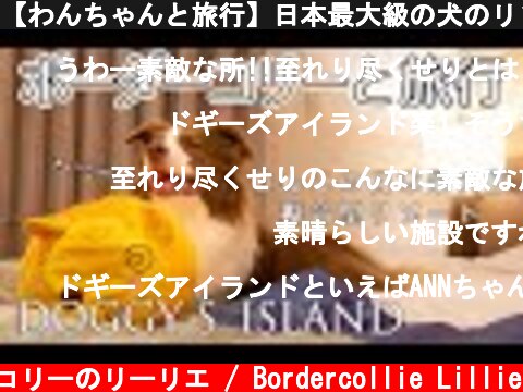 【わんちゃんと旅行】日本最大級の犬のリゾートが凄かった！【DOGGY`S ISLAND ドギーズアイランド】  (c) ボーダーコリーのリーリエ / Bordercollie Lillie