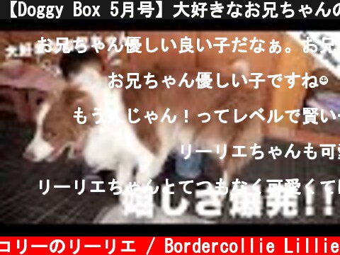 【Doggy Box 5月号】大好きなお兄ちゃんの帰宅と新しいおもちゃで嬉しさが爆発しちゃったボーダーコリー【仲良しな犬と子供】  (c) ボーダーコリーのリーリエ / Bordercollie Lillie