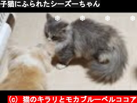子猫にふられたシーズーちゃん  (c) 猫のキラリとモカブルーベルココア