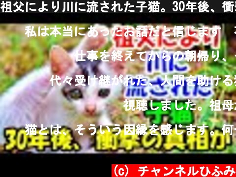 祖父により川に流された子猫。30年後、衝撃の真相が【猫の不思議な話】【朗読】  (c) チャンネルひふみ
