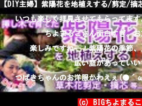【DIY主婦】紫陽花を地植えする/剪定/摘芯  (c) BIGちよまるこ