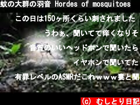 蚊の大群の羽音 Hordes of mosquitoes  (c) むしとり日記