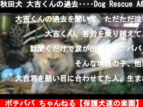 秋田犬 大吉くんの過去････Dog Rescue A&R  (c) ポチパパ ちゃんねる【保護犬達の楽園】