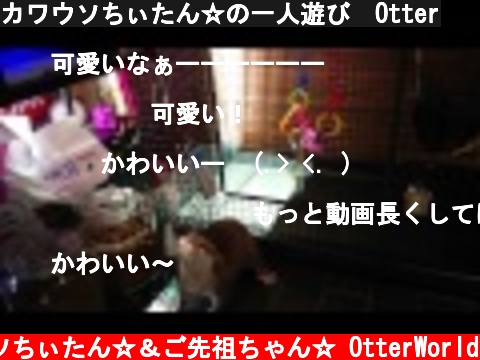 カワウソちぃたん☆の一人遊び　Otter  (c) コツメカワウソちぃたん☆＆ご先祖ちゃん☆ OtterWorld