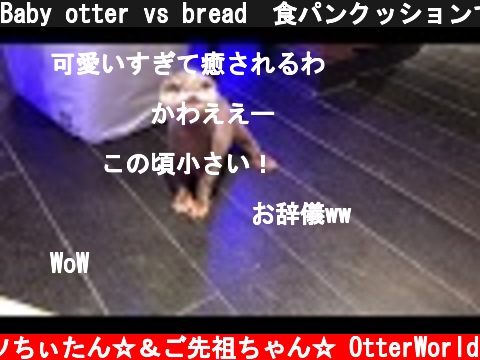Baby otter vs bread　食パンクッションで遊ぶコツメカワウソが撮影されていることに気づいてビビる。  (c) コツメカワウソちぃたん☆＆ご先祖ちゃん☆ OtterWorld