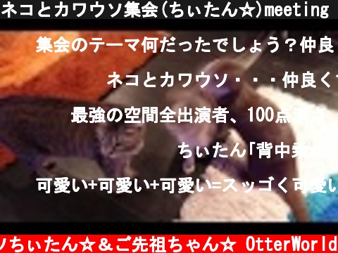 ネコとカワウソ集会(ちぃたん☆)meeting of cats and otters  (c) コツメカワウソちぃたん☆＆ご先祖ちゃん☆ OtterWorld