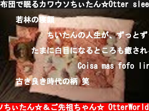 布団で眠るカワウソちぃたん☆Otter sleeping in Japanese futon  (c) コツメカワウソちぃたん☆＆ご先祖ちゃん☆ OtterWorld
