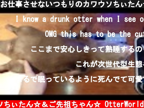 お仕事させないつもりのカワウソちぃたん☆Otters on the keyboard  (c) コツメカワウソちぃたん☆＆ご先祖ちゃん☆ OtterWorld