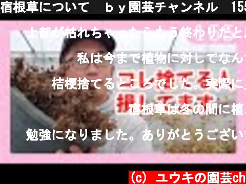 宿根草について　ｂｙ園芸チャンネル　155  (c) ユウキの園芸ch