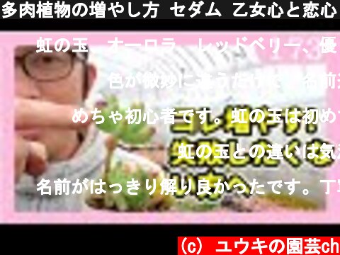 多肉植物の増やし方 セダム 乙女心と恋心 ｂｙ園芸チャンネル 173  (c) ユウキの園芸ch