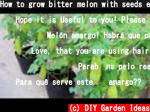 How to grow bitter melon with seeds easily for beginners  (c) DIY Garden Ideas