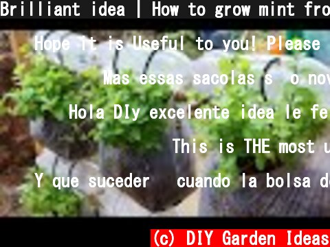 Brilliant idea | How to grow mint from recycling plastic bags for beginners  (c) DIY Garden Ideas