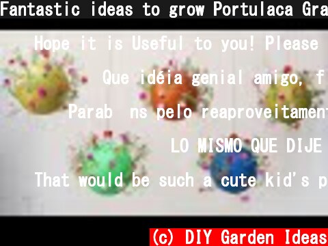 Fantastic ideas to grow Portulaca Grandiflora cuttings in Plastic Balls  (c) DIY Garden Ideas