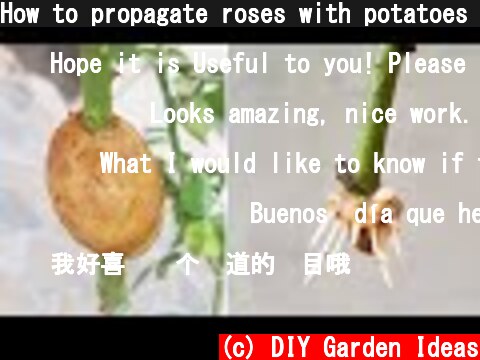 How to propagate roses with potatoes for fast rooting | Growing roses in potatoes  (c) DIY Garden Ideas