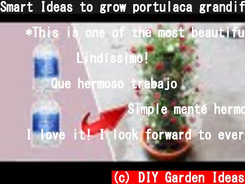 Smart Ideas to grow portulaca grandiflora, moss rose from cuttings in Plastic Bottles | garden ideas  (c) DIY Garden Ideas