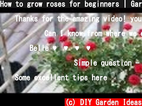 How to grow roses for beginners | Garden ideas  (c) DIY Garden Ideas