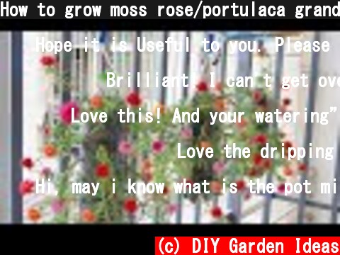 How to grow moss rose/portulaca grandiflora cutting the bottles | Garden ideas  (c) DIY Garden Ideas