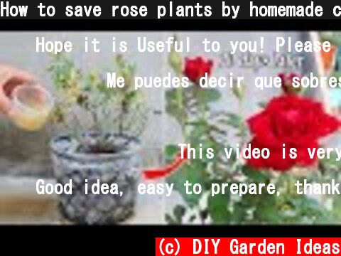 How to save rose plants by homemade compost from kitchen waste | Rose tips  (c) DIY Garden Ideas