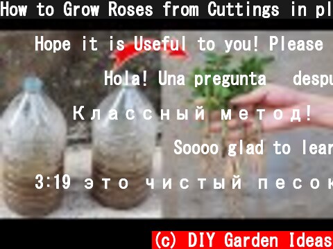 How to Grow Roses from Cuttings in plastic bottles for beginners  (c) DIY Garden Ideas
