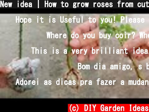 New idea | How to grow roses from cuttings in baby diapers  (c) DIY Garden Ideas