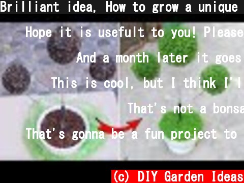 Brilliant idea, How to grow a unique bonsai tree from dragon fruit  (c) DIY Garden Ideas